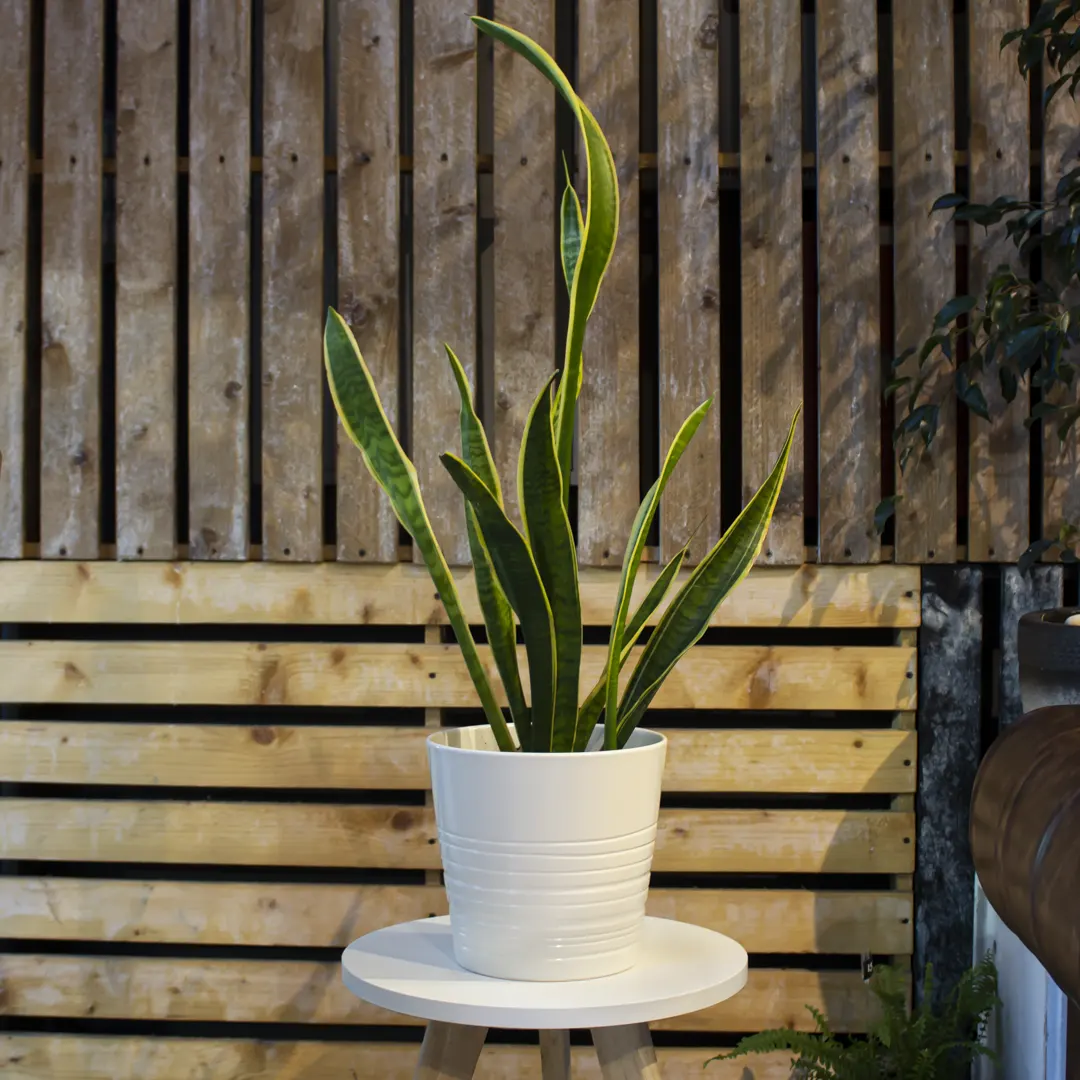 Snake Plant