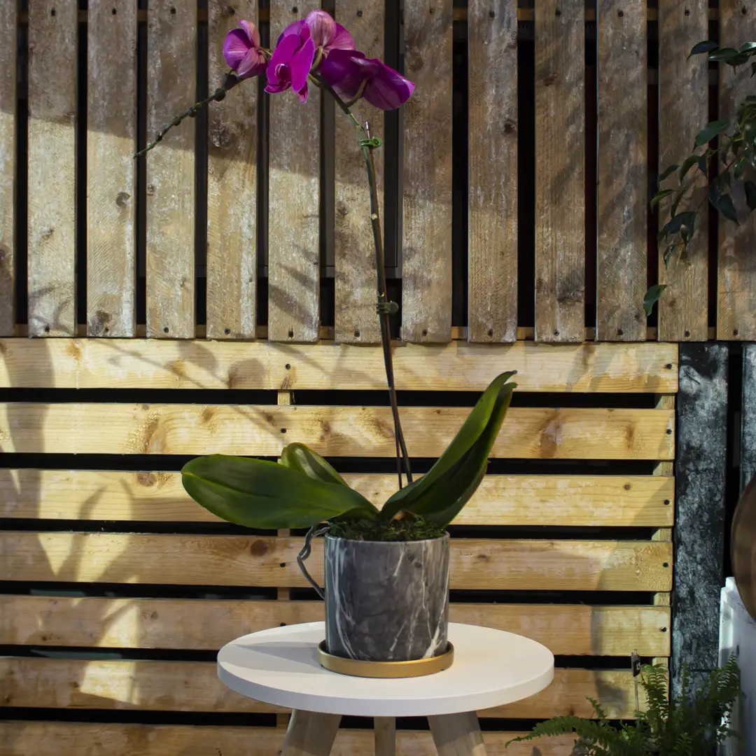 Pure-Purple Moth Orchids