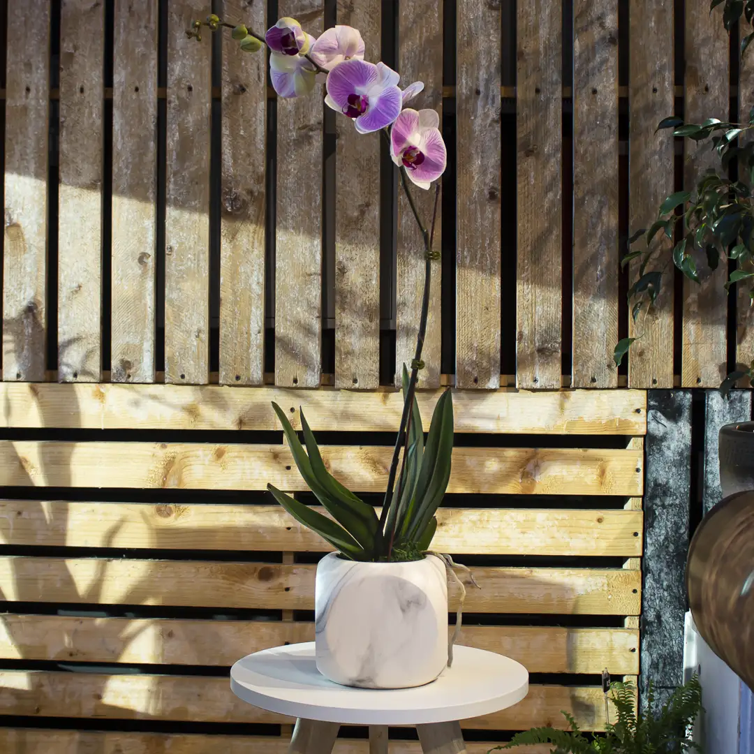 White-Purple Moth Orchids