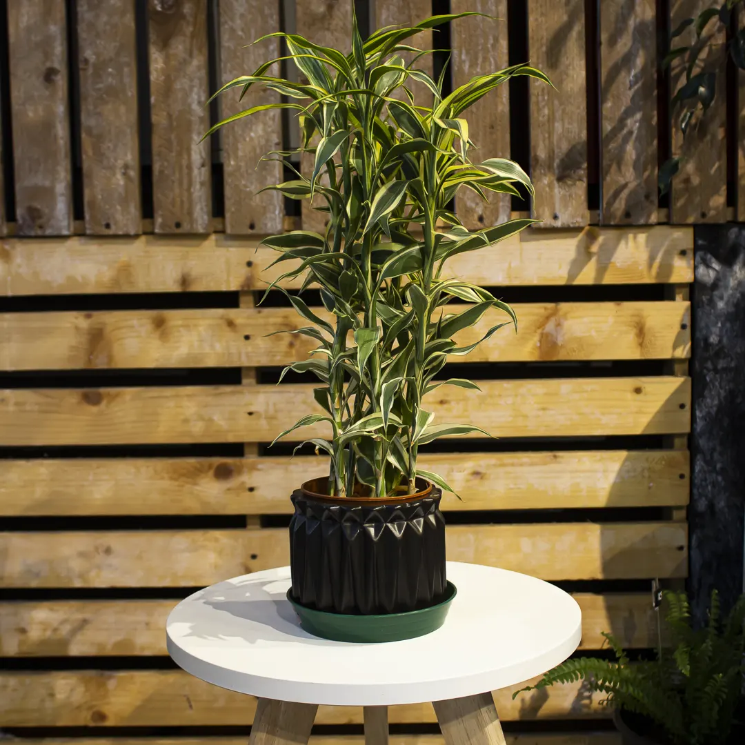 Dracaena Plant