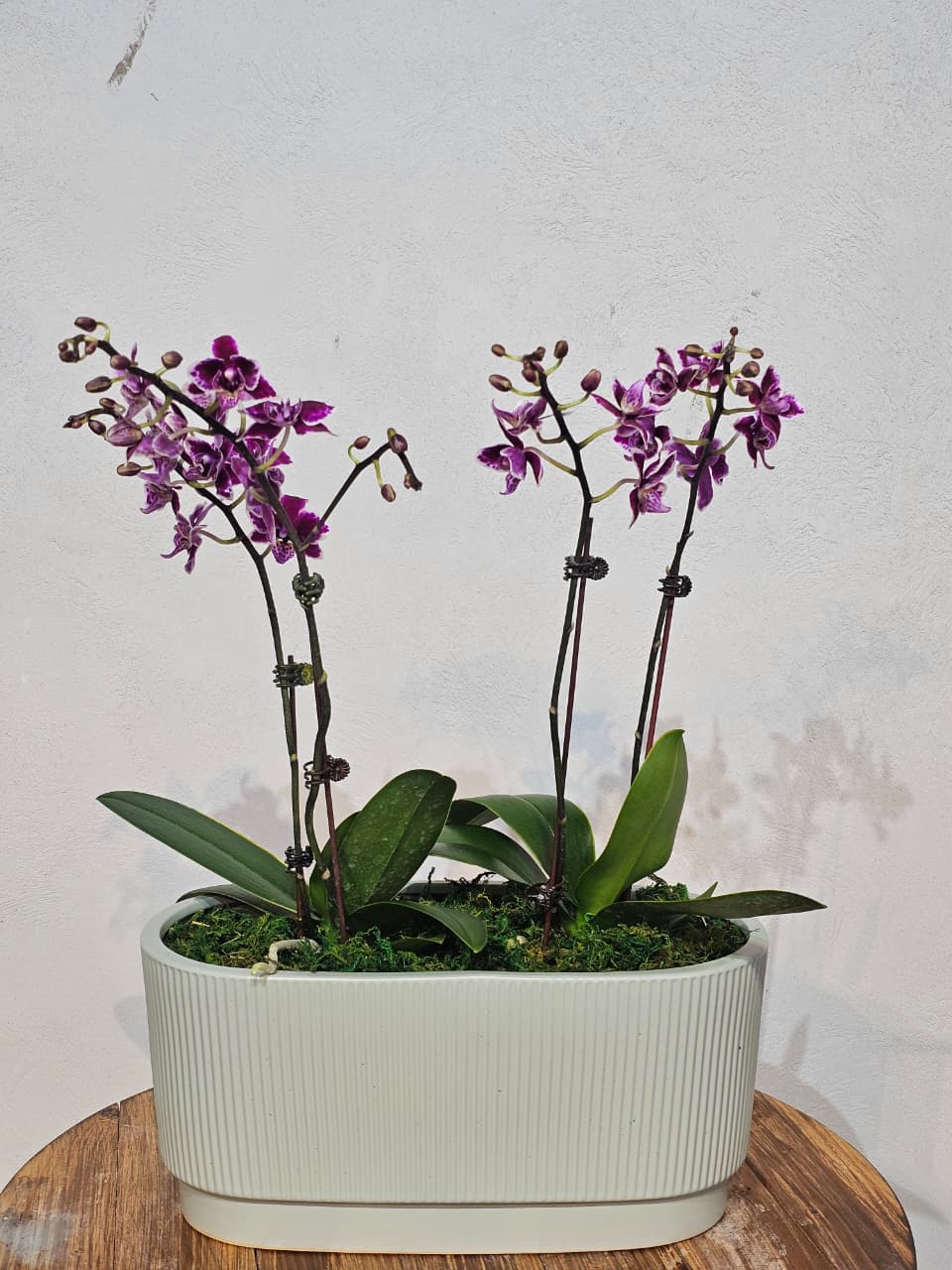 Burgundy Mini Phalaenopsis in Sage Oval Planter