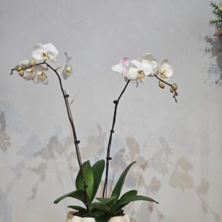 Elegant White Twin-Stem Phalaenopsis