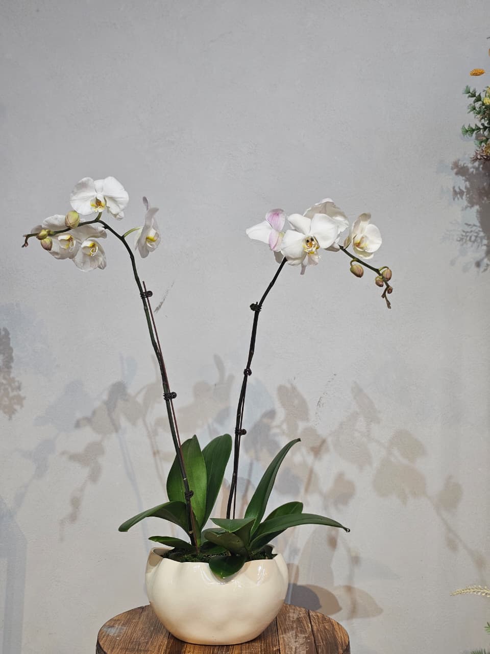 Elegant White Twin-Stem Phalaenopsis