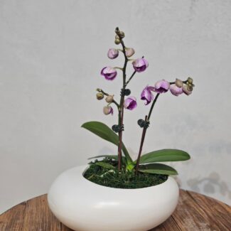 Lilac Phalaenopsis in White Bowl