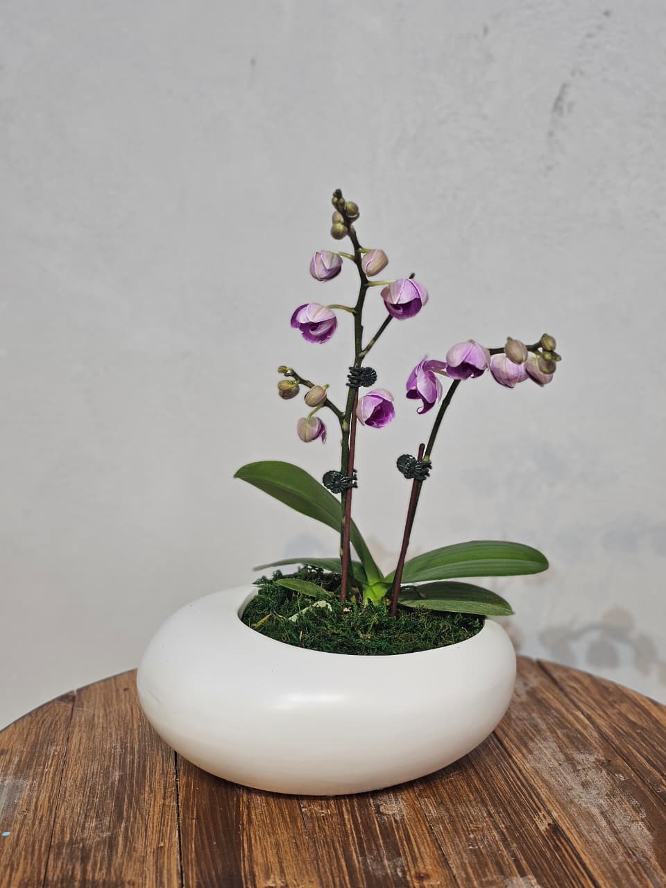 Lilac Phalaenopsis in White Bowl