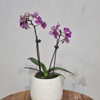 Magenta Double-Stem Phalaenopsis in Geometric Pot