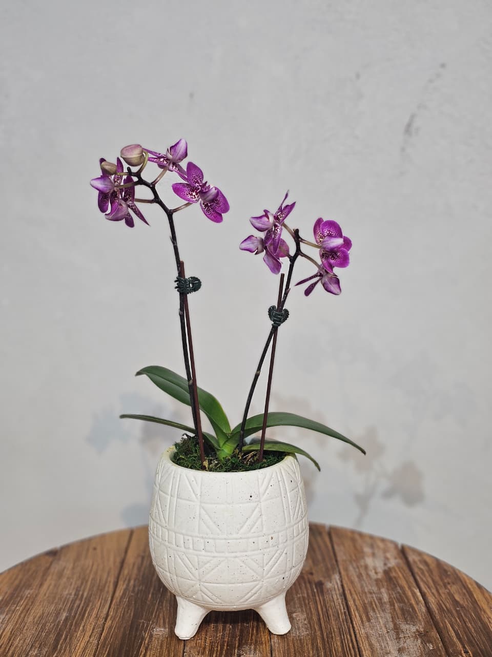 Magenta Double-Stem Phalaenopsis in Geometric Pot