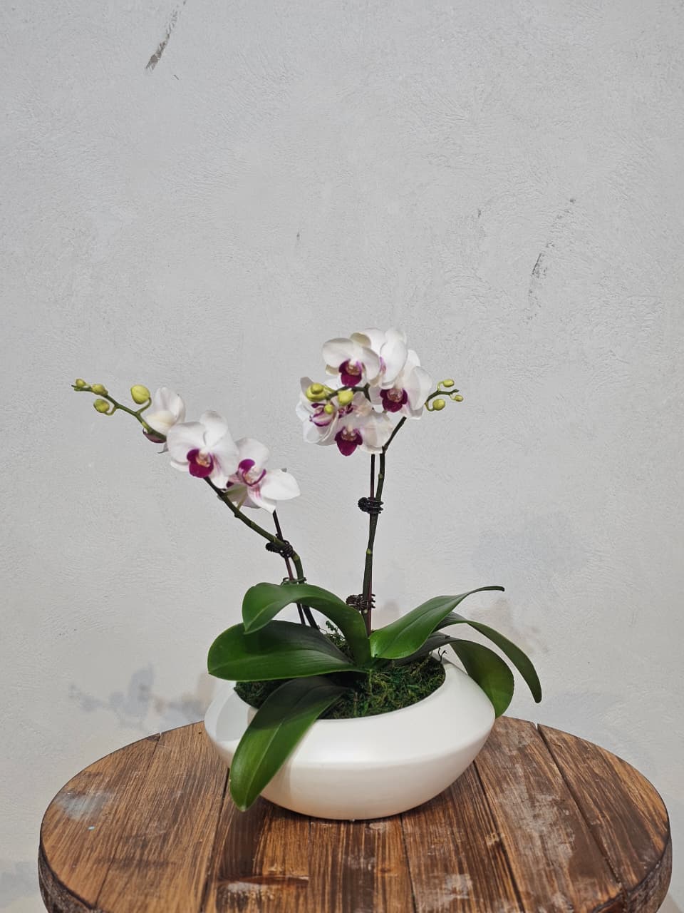 Magenta-Eyed White Phalaenopsis in Round Bowl