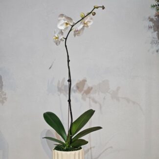Tall White Phalaenopsis in Ribbed Cream Pot